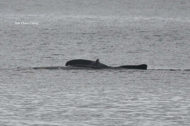 每年春天是瀕危物種大翅鯨，游到台灣海域的時間。   圖：台東縣政府農業處漁業科／提供