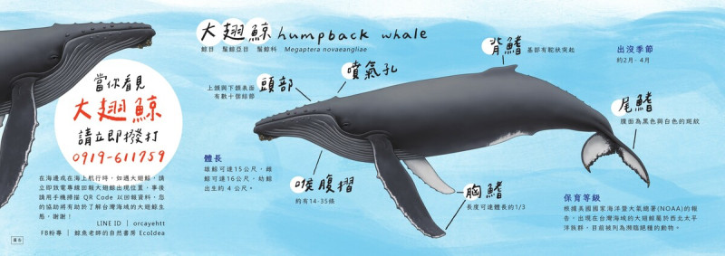 台東縣政府表示，若有人發現大翅鯨並成功回傳資料，就會獲贈小禮物。   圖：台東縣政府農業處漁業科／提供