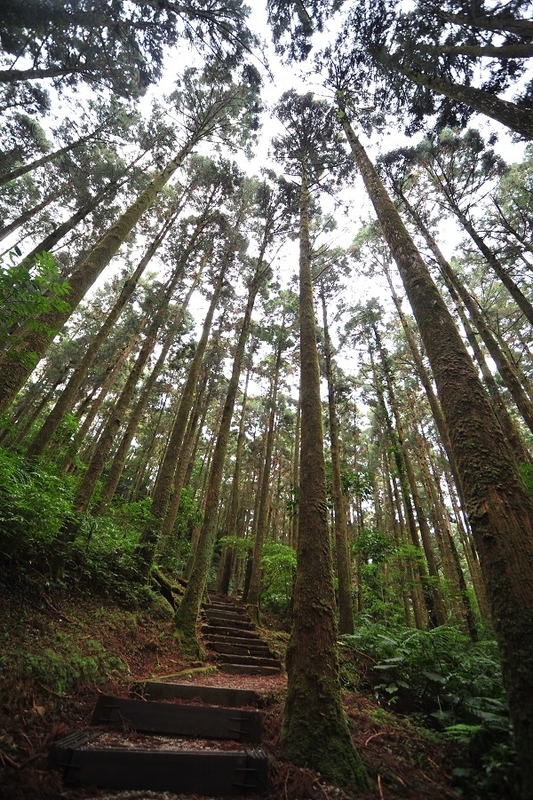 東眼山國家森林遊樂區 柳杉林。   圖：林業及自然保育署／提供