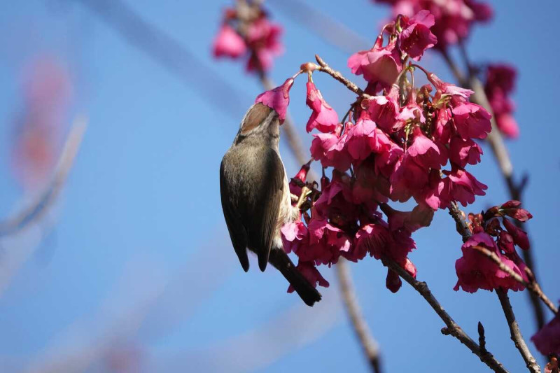 每年12月到4月中阿里山的櫻花都會陸續盛開，阿里山的櫻花種類多元，以吉野櫻的數量最多。   圖：取自阿里山國家森林遊樂區