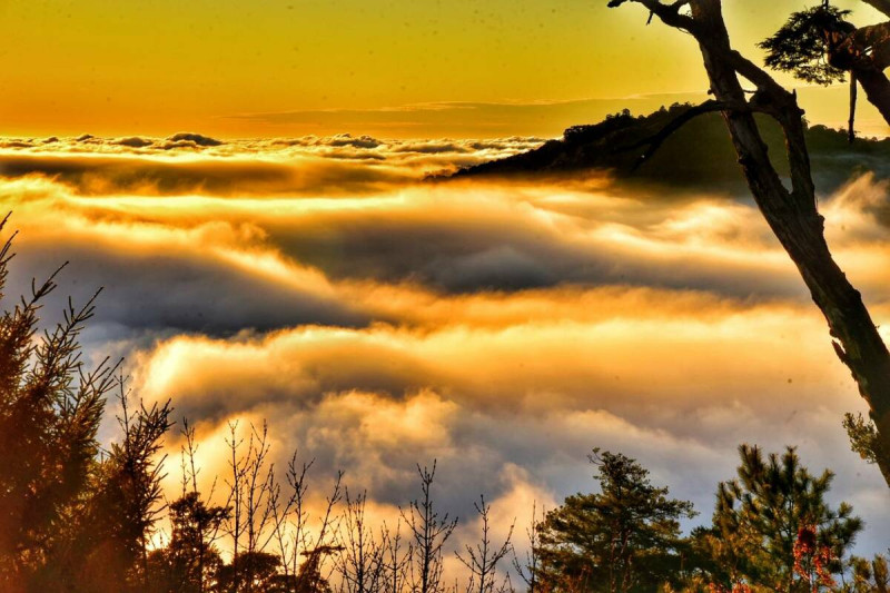 大雪山國家森林遊樂區的金黃雲海，非常美麗壯觀。   圖：取自農業部林業及自然保育署網站