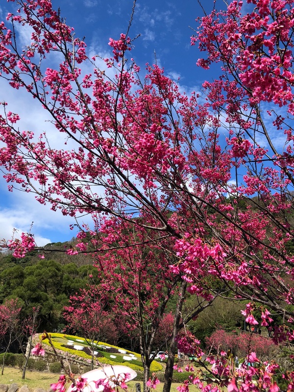 盛開的山櫻花。   圖：台北市政府工務局／提供