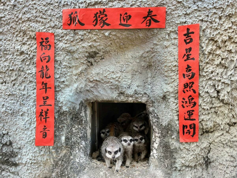 壽山動物園特別為狐獴的家貼上春聯。   圖：高雄市觀光局/提供