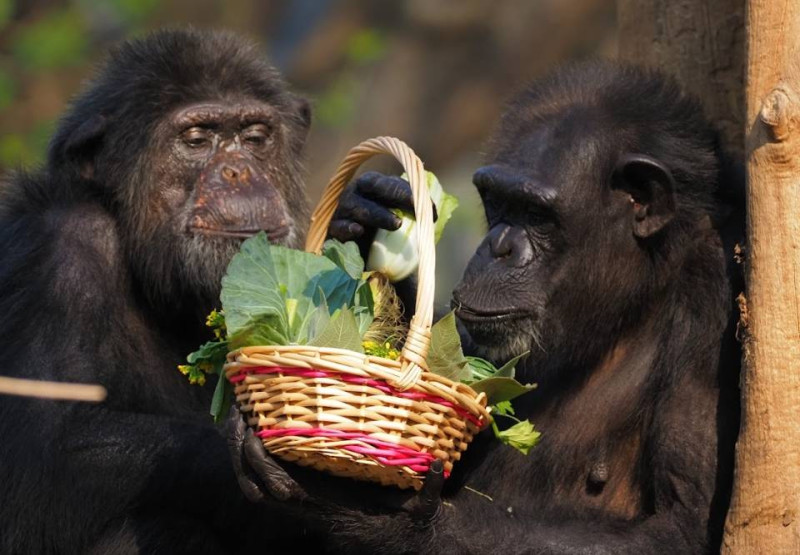 黑猩猩成為壽山動物園年節爆笑小劇場主角。   圖：高雄市觀光局/提供