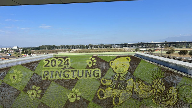 屏東熱帶農業博覽會今年有超可愛的「泰迪熊」彩繪稻田。   圖：取自屏東縣政府