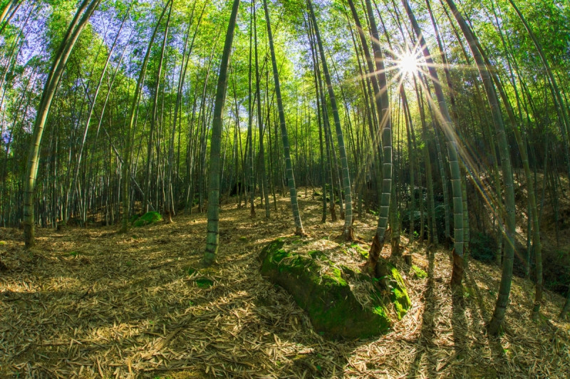 南投縣政府自2月24日至3月3日週末期間，於「小半天石馬公園」舉辦「竹夢森活節」。   圖：取自南投縣政府官網