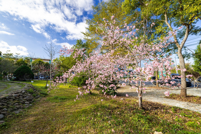 「小半天石馬公園」2月底正值櫻花季，每到花季時節，大片河津櫻都吸引不少人潮前來欣賞。   圖：取自南投縣政府官網