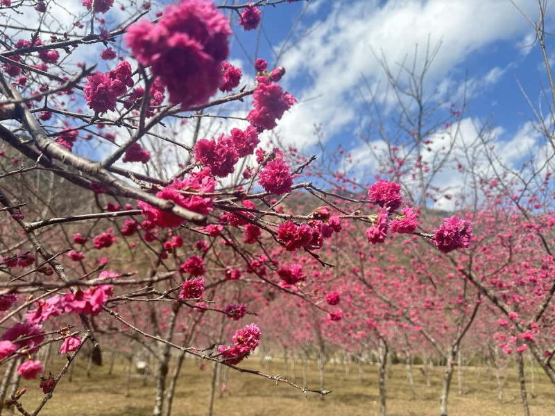 桃源寶山櫻花正是適合賞花的季節。   圖：高雄市觀光局/提供