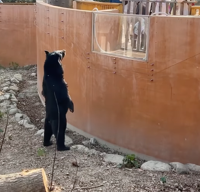 高雄壽山動物園明星動物台灣黑熊波比昨日站起身跟遊客對望。   圖：翻攝自壽山動物園FB