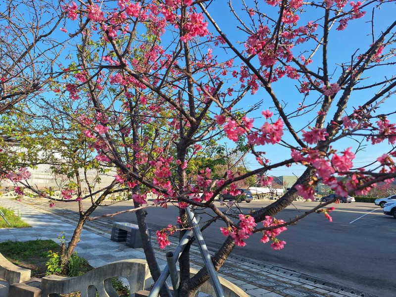 今年櫻花季活動將於2月25日上午9點30分開始，於泰安派出所旁停車場舉行開幕式活動。   圖：取自泰安派出所臉書專頁