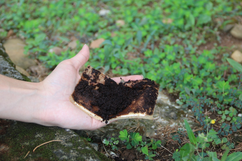 咖啡渣混入受汙染的土壤，可以幫助活化。   圖：唐復年/攝