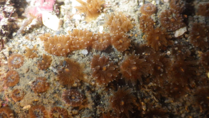 中研院生多中心陳昭倫教授，以科學儀器田調發現，野動法列為ㄧ級保育類的「柴山多杯孔珊瑚」出現在大潭藻礁。   圖 : 中研院生多中心/ 提供