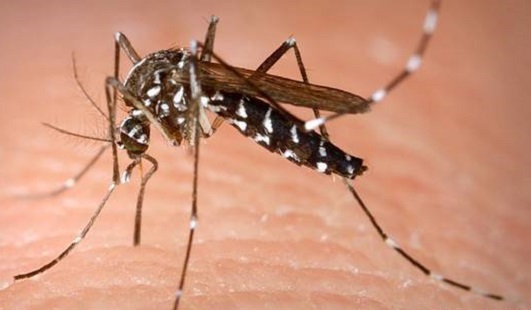 新北市出現今年首例日本腦炎病例，圖為日本腦炎病媒蚊。   圖 : 翻攝立宇生活科技網站