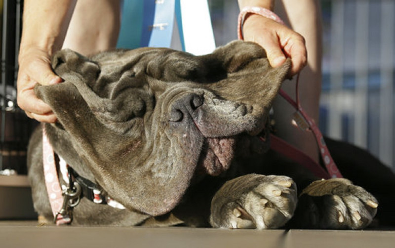 不在乎牠的外表。世界冠軍醜狗馬薩（Martha）在主人心中仍是最美麗的狗狗   圖：達志影像/美聯社
