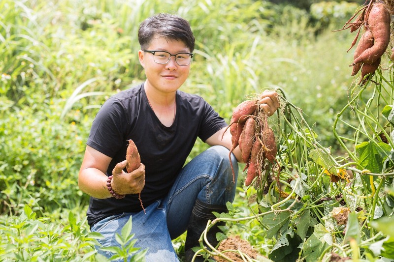 去年榮獲百大青農的8年級生陳琬婷，今年決定將收成的地瓜命名「蝠祿地瓜」。   圖：新北市動保處網站