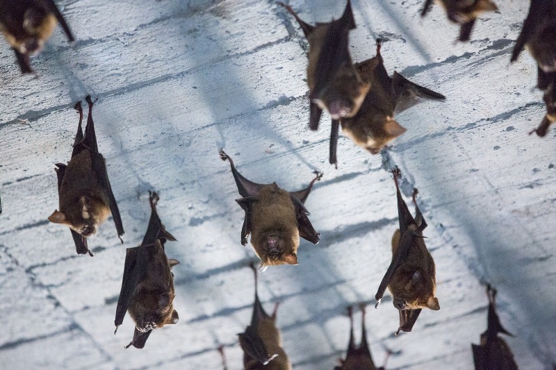 陳家農舍內的葉鼻蝠是台灣特有種蝙蝠，鼻部外觀像葉子，身長約 10公分，展翅長達60至70公分，是台灣最大型食蟲蝠類。   圖：新北市動保處網站