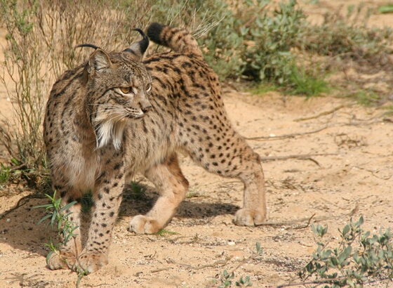 伊比利亞猞猁是南歐伊比利亞半島特有的一種貓科哺乳動物，目前全球僅剩400隻。   圖：翻攝維基網站