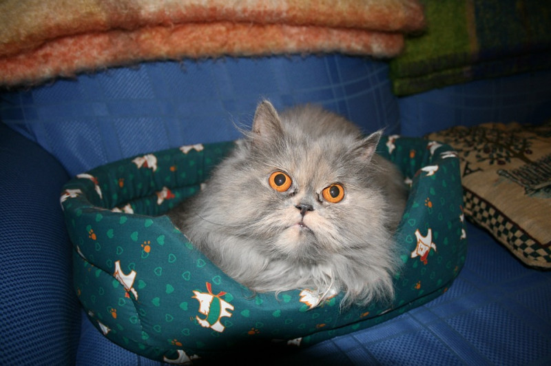 購入一個適合貓咪睡覺的床鋪，放置在牠平時最愛待的安全角落，鋪成最溫暖的空間。   圖：寵毛網petsmao資訊平台提供