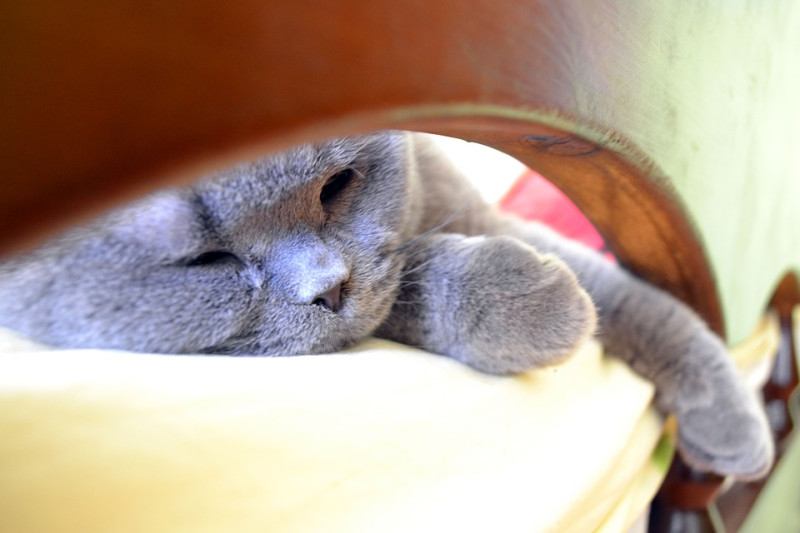 為貓咪佈置一個溫馨的小床，不要讓牠輕易的爬上奴才的床。   圖：寵毛網petsmao資訊平台提供