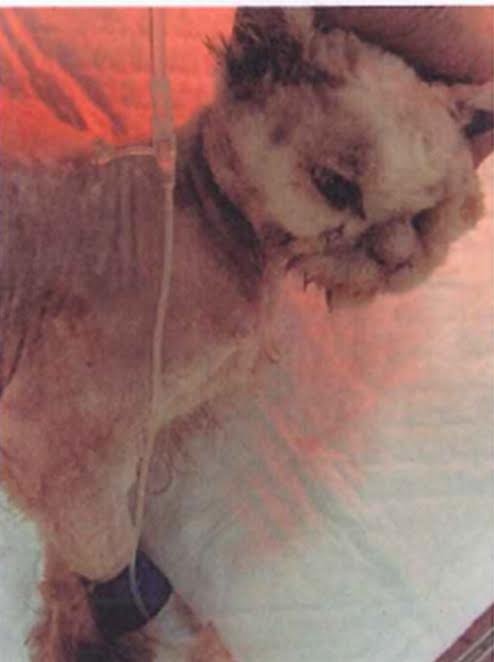 夏姓婦人飼養15年的老貓，被放在動物醫院門口，雖獲醫治，不久即往生。   圖：翻攝新北市動保處照片