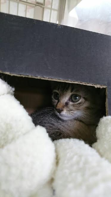 受困虎斑幼貓相當親人，也找到溫暖的家。   圖：翻攝新北市動保處網站