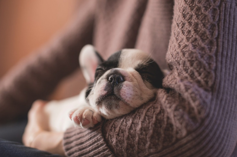 狗狗的睡姿不良也會出現打呼聲，只要主人適時的、輕輕的幫牠調整睡姿，就能改善打呼的情形。   圖：寵毛網petsmao資訊平台提供