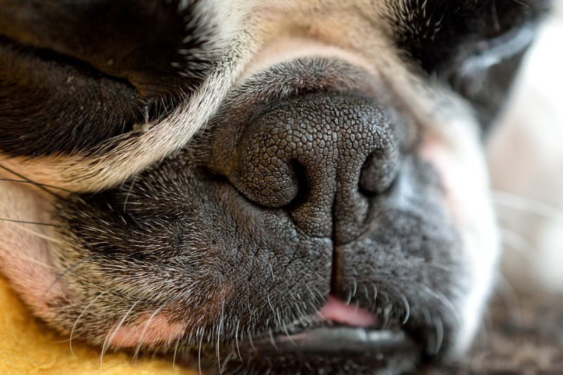 通常1歲前的短鼻吻與罹患先天性喉頭麻痺的狗狗，較容易出現呼吸道的問題。   圖：寵毛網petsmao資訊平台提供