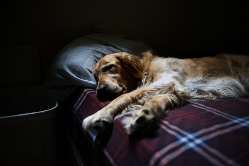 習慣性喉頭麻痺，通常發生在中大型犬，如聖伯納、拉不拉多、黃金獵犬，並以公狗居多。   圖：寵毛網petsmao資訊平台提供