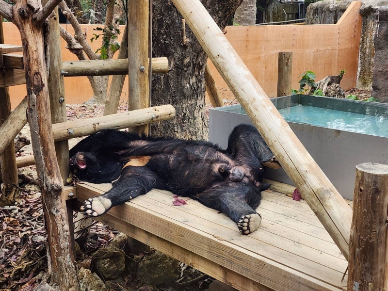 壽山動物園以「別管我～我今生就想躺在這」為主題，在貼文與留言區都附上了動物們可愛的躺平照片和影片。   圖：翻攝自Shou Shan Zoo 壽山動物園粉絲專頁