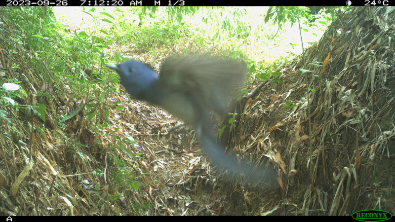 自動相機也記錄到黑枕藍鶲飛翔振翅的瞬間。   圖：林業保育署嘉義分署／提供