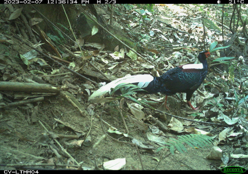 自動相機常拍攝到羽色華麗的藍腹鷴。   圖：林業保育署嘉義分署／提供