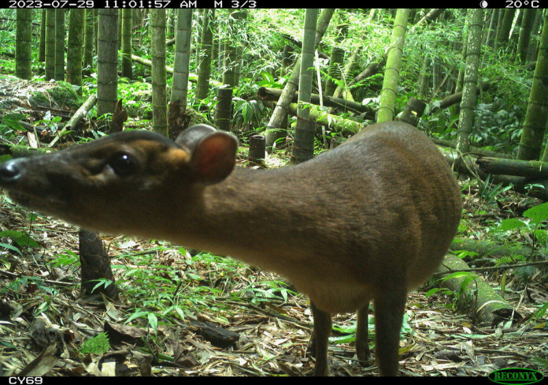 嘉南山區架設自動相機長期監測族群動態，記錄到好奇的山羌發現相機鏡頭畫面。   圖：林業保育署嘉義分署／提供