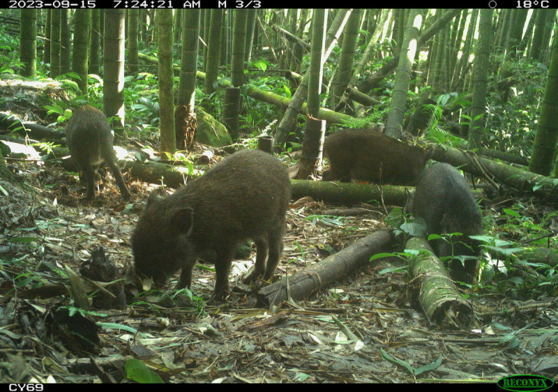 野豬群覓食找好料。   圖：林業保育署嘉義分署／提供