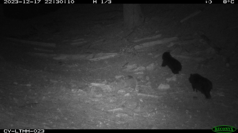 黑熊監測計畫記錄到2隻小熊現蹤。   圖：林業保育署嘉義分署／提供