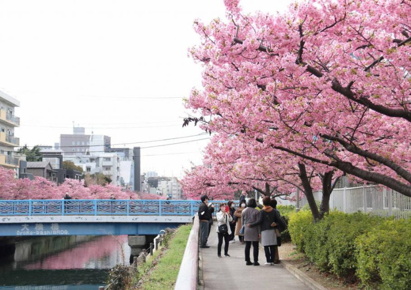 大横川沿岸河津櫻約有80棵，花期可以一直維持到3月中旬左右。   圖：江東区／提供