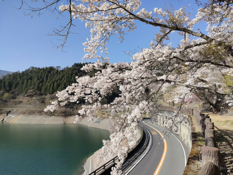 奧多摩湖邊的櫻花盛開，可在步道上盡情觀賞，也適合駕車遊覽。   圖：奧多摩觀光協會／提供