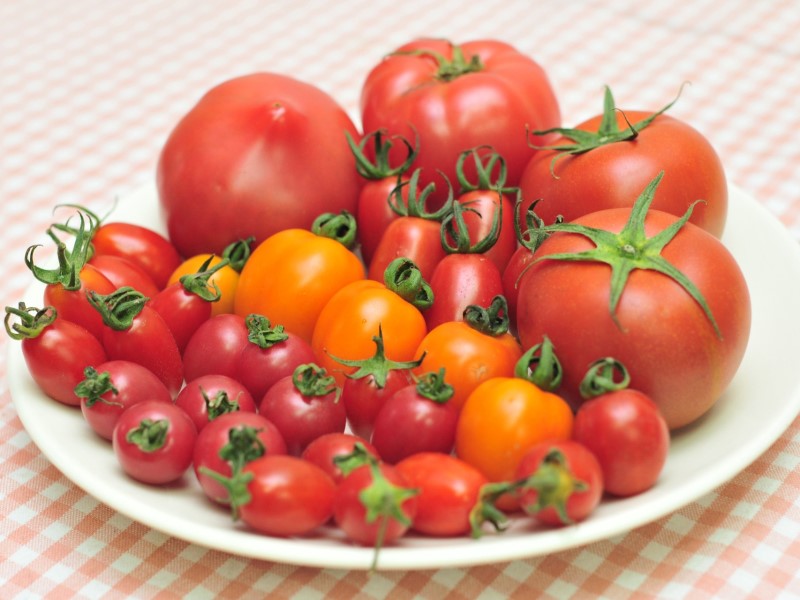 農糧署今(20)日分享，番茄可分為「大果番茄」和「小果番茄」兩類，兩者除了外型上不同、食用方式也不一樣，連營養成分都差很多。   圖：農業部／提供