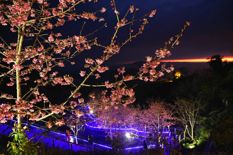 到訪的遊客可在星空、琉璃光景及櫻花簇簇擁下，於海拔1500公尺的石棹山區結合了賞櫻與茶的對話。   圖：嘉義縣政府／提供