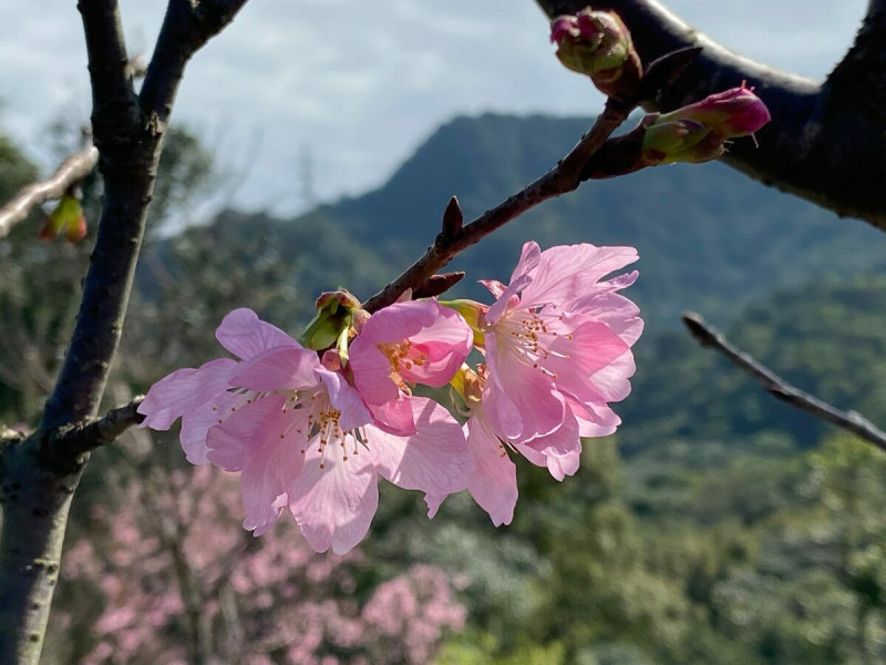 北市指南風景區的逾500株櫻花，於2月下旬至3月上旬期間盛開。   圖：台北市政府工務局大地工程處／提供