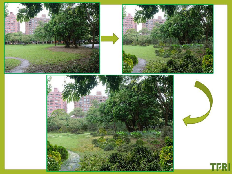 自2020年開始林試所在新北市中和四號公園和台北植物園為基礎基地，培育具備有韌性都市林生態與社會網絡結構。   圖：林試所／提供