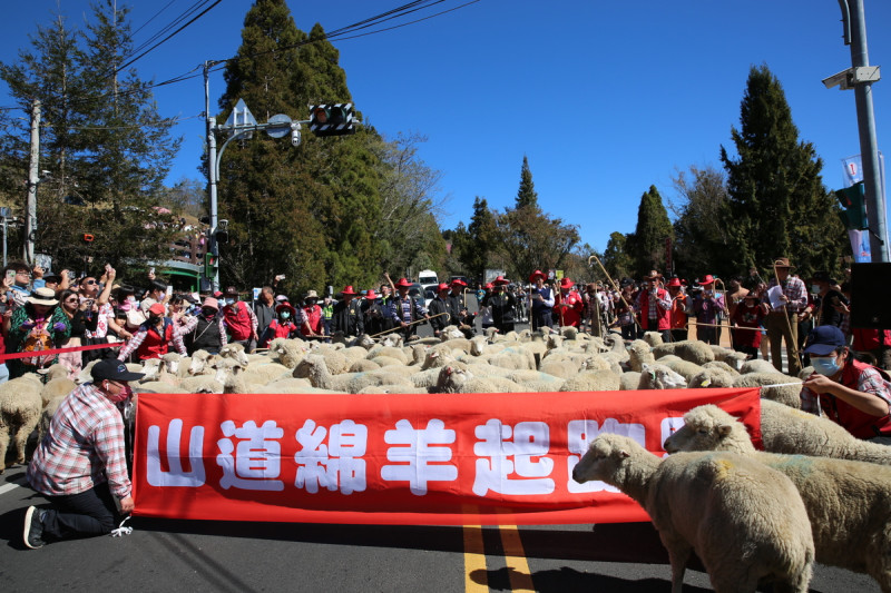 南投清境農場的年度盛事「奔羊節」，在今(23)日正式開跑。   圖：取自清境農場臉書