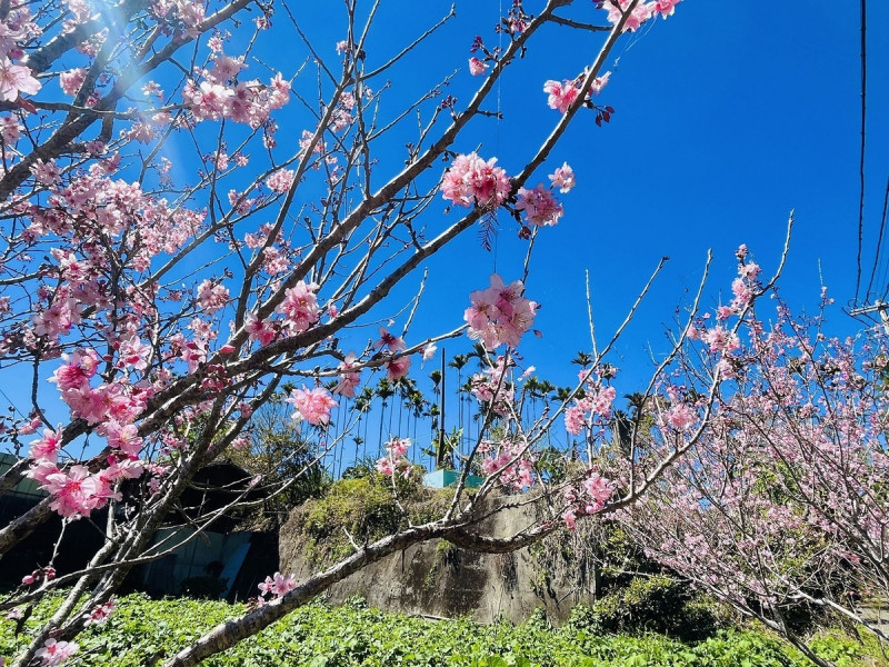 阿里山的櫻花從1月開始，不同的品種陸續開花。   圖：取自嘉義縣政府全球資訊網