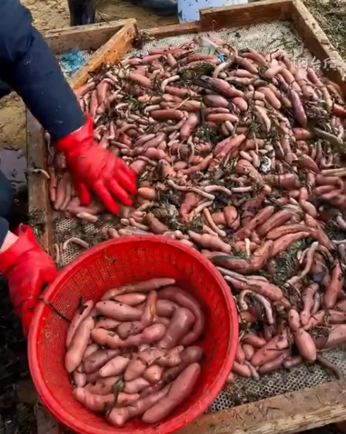 中國民眾在岸邊分揀海腸。   圖：翻攝微博影片