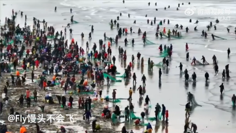 煙台海邊出現成群中國民眾在海裡拖網，海中也遍布密密麻麻搶撈海腸的中國民眾。   圖：翻攝微博影片
