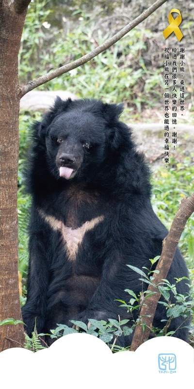 北市動物園最年長黑熊、34歲「小熊」辭世，動物園在臉書po文向「小熊」道別。   圖片來源/台北市立動物園