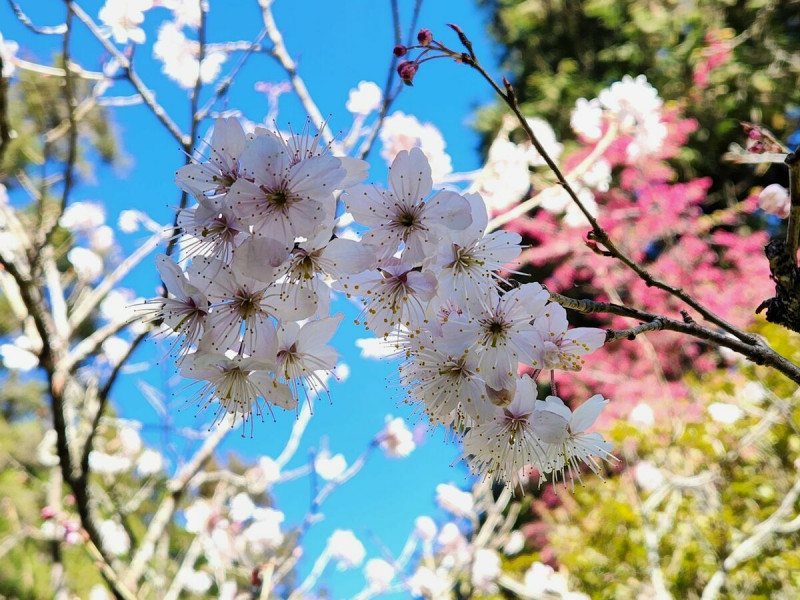 阿里山花季將於3月10日至4月10日展開，園區內唐實櫻已開花7成，預計3月初盛開。   圖：公路局／提供