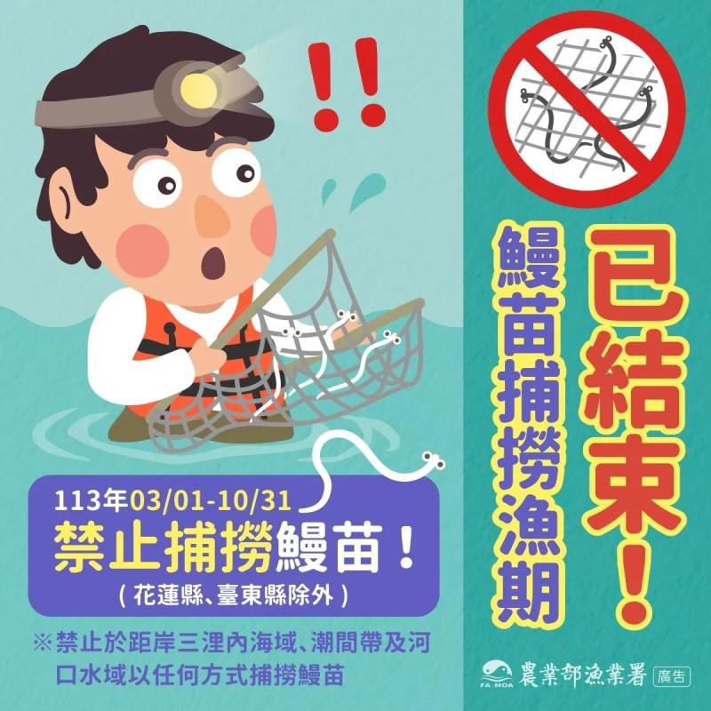 自三月起至10月31日，為期8個月，禁止捕撈鰻苗，違者將處最高15萬元罰鍰。   圖：漁業署／提供