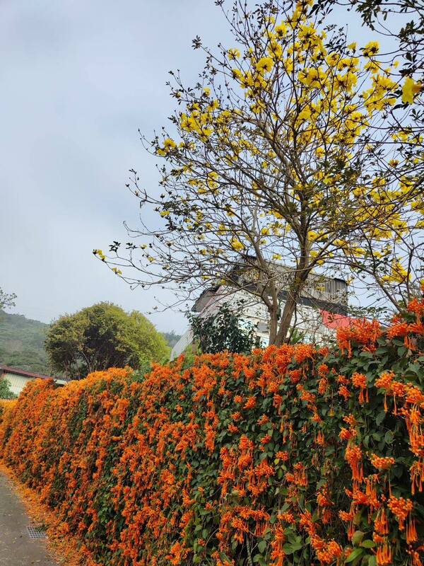 兩側種植上百株黃花風鈴木，慷慨地對外開放，並且還可看到炮仗花也開花，橘黃色的花苞，宛如瀑布般傾瀉而下，景象非常壯觀。(圖為：詹家地主家附近)   圖：新竹縣政府交通旅遊處／提供