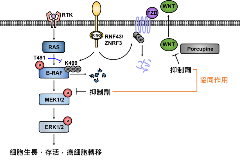 臨床統計，約近1成胰臟癌患者帶有RNF43基因突變，有望透過併用MEK抑制劑與WNT抑制劑，能有效抑制腫瘤的生長。   圖：衛服部／提供
