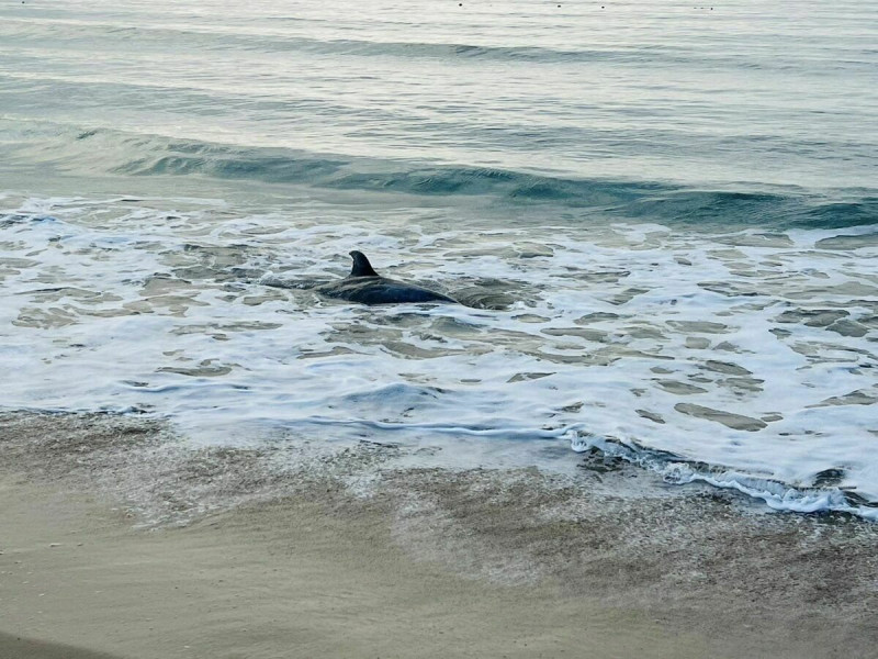 這是一隻俗稱花紋海豚的瑞氏海豚，體長約2.6公尺，背部肌肉偏向消瘦，身上有被達摩鯊咬過的新鮮傷口。   圖：取自成大海洋生物暨鯨豚研究中心